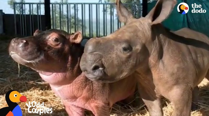 Baby Hippo And Rhino Become Best Friends