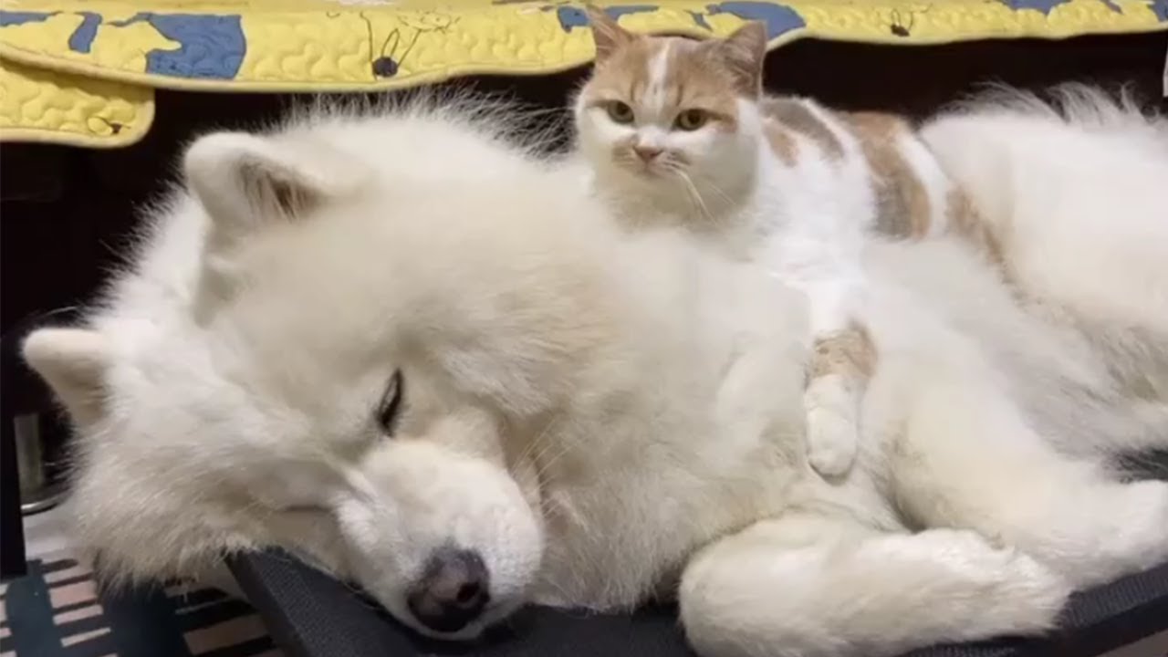 Cat And Dog Friendship Is The Best! Fresh Positivity