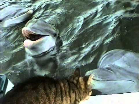 Cat And Dolphin Snuggle