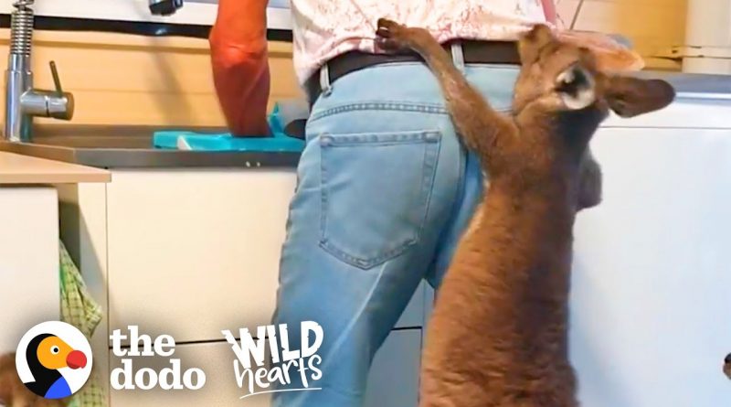 Family Of Rescued Kangaroos Act Just Like Human Toddlers