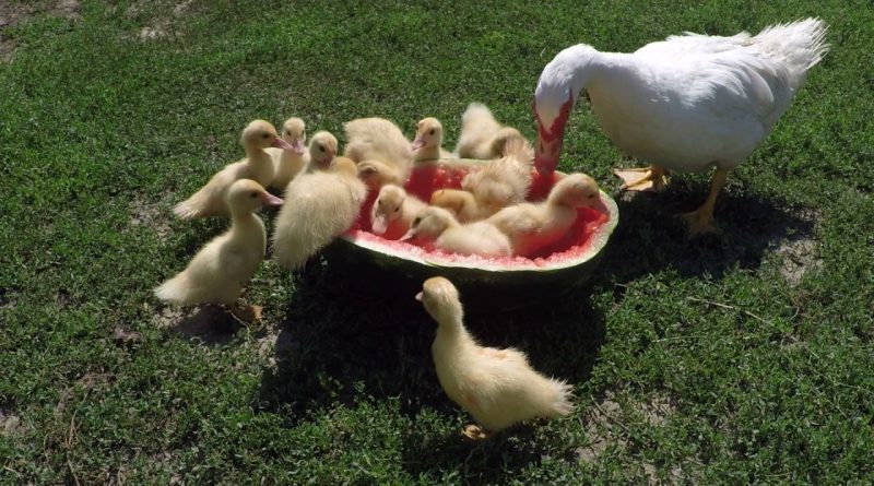 Ducks Eating A Watermelon 🍉