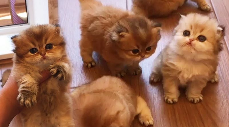 Adorable Golden British Shorthair Kittens