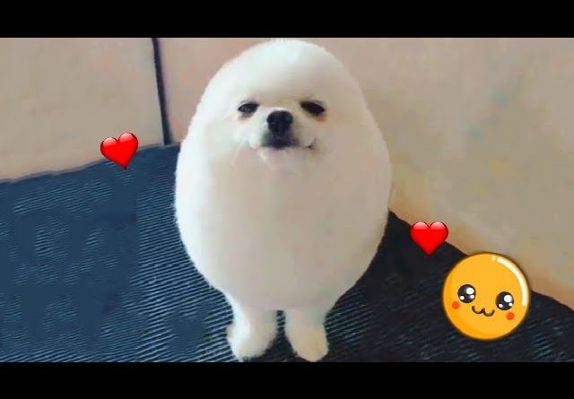 Dog Looks Like A Fluffy Egg
