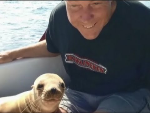 Sea Lion Pup Jumps Aboard Ship And Cuddles Human!