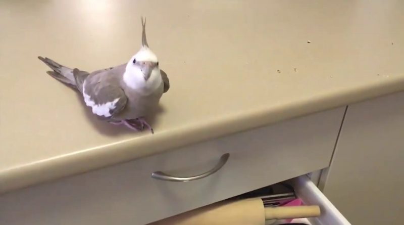 This Bird Loves Throwing Things!