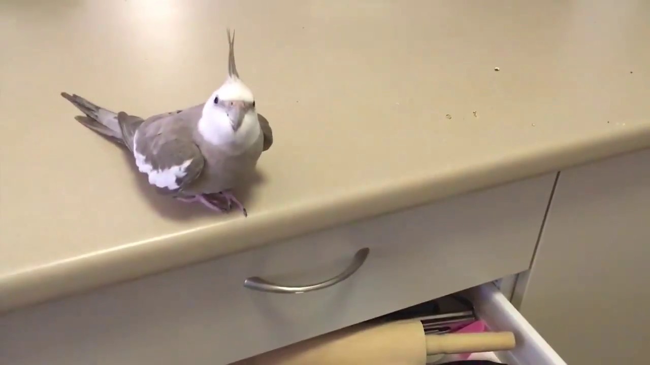 This Bird Loves Throwing Things! Fresh Positivity