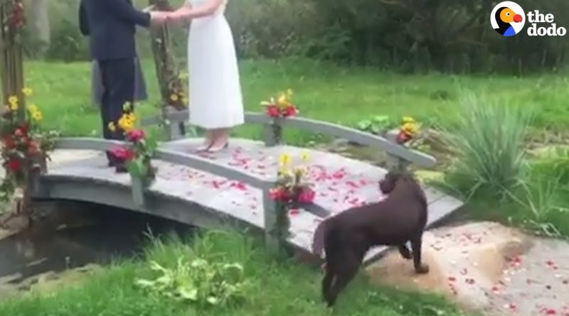 Dog Crashes A Wedding And Is A Beloved Uninvited Guest 🐕 💒