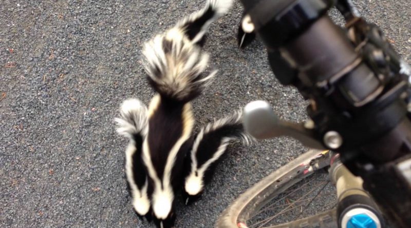 Cyclist Meets A Sweet Family Of Skunks