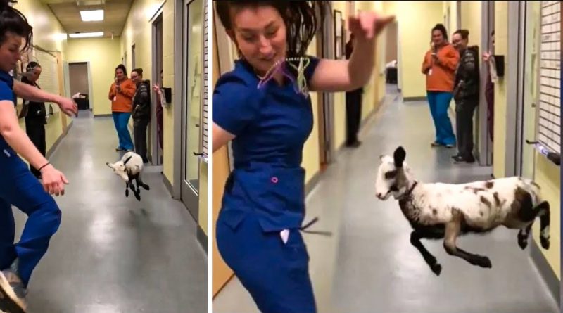 Veterinarian And Lamb Dance Together 🐑 💃