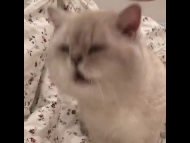 Cat Creates Unique Meow While Shaking Head 😺 Fresh Positivity