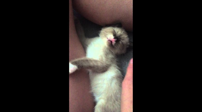 Kitten Practicing Sleep-Meowing
