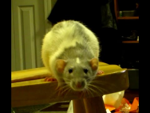 Cute Rat Loves To Jump