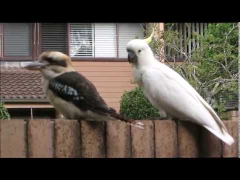 Cockatoo Teasing His Friend Kookaburra