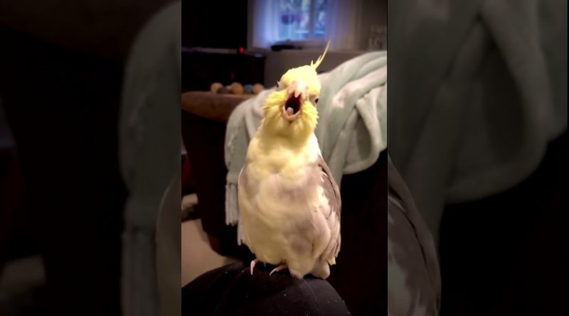 Cockatiel Practices For The Opera