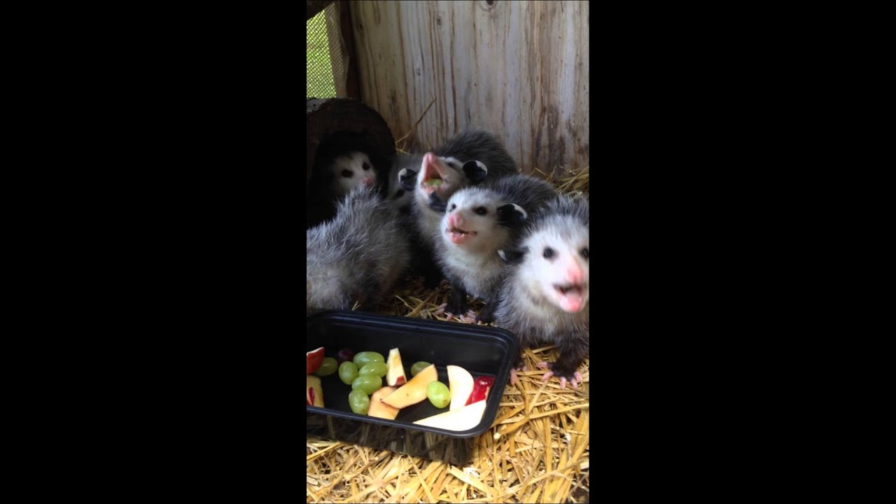 Adorable Baby Opossums Enjoying Fruit - Fresh Positivity