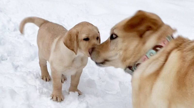 Adult Dog Teaches Puppy How To Have The Most Fun