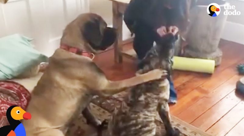 Dog Helps His Brother Learn To Sit 🐕