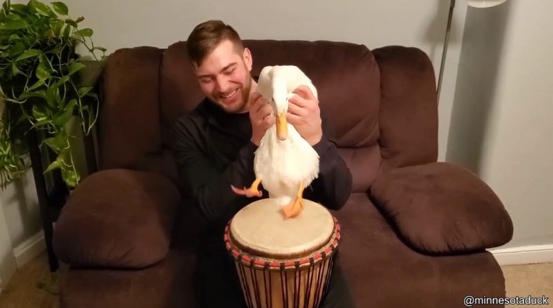 Duck Playing The Drums