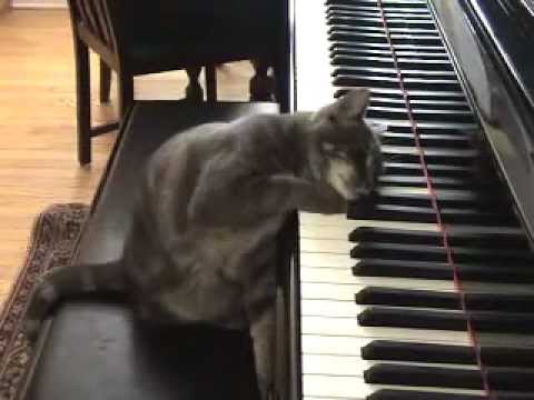 Nora The Cat Plays The Piano Like Beethoven