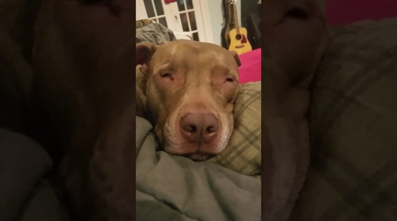 Sweet Pitbull Snores And Talks In Her Sleep 🐕 💤