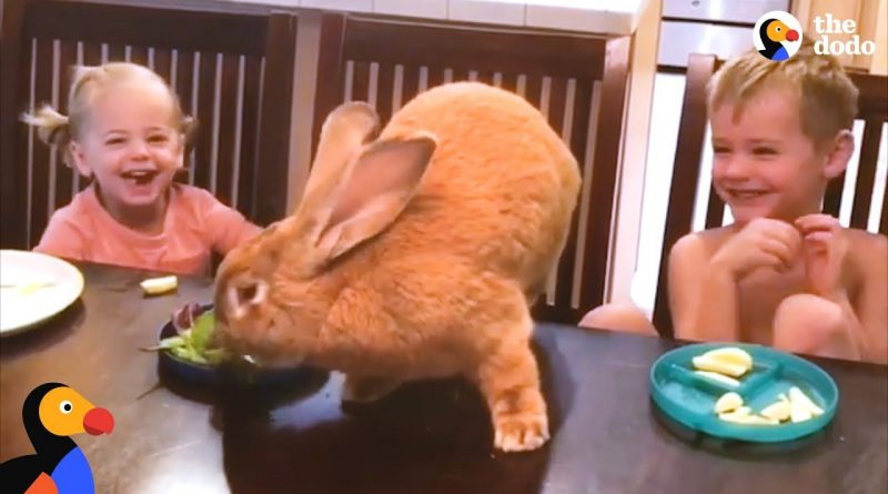 Cocoa Puff The Bunny Loves His Human Family 🐰 👪