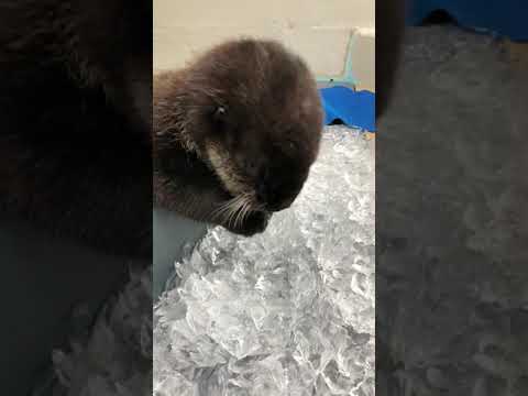 Joey The Otter Loves Ice Cubes! 🧊