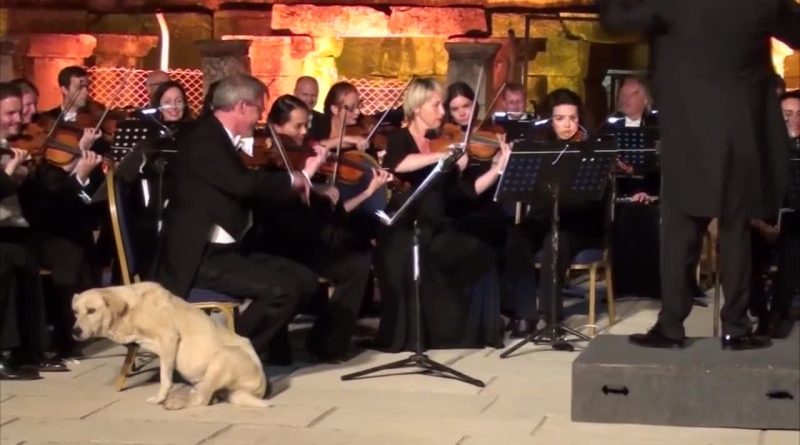 Is This The Cutest Moment In Classical Music? 🐕 🎶