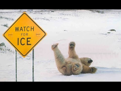 Animals Enjoying Playing On Ice 🧊