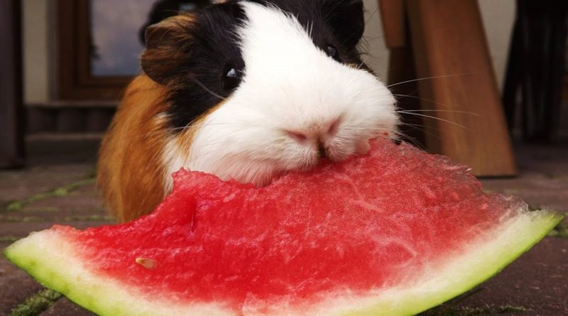 Funny Animals Enjoying Watermelon 🍉