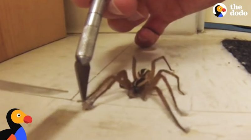 Compassionate Man Helps Wolf Spider Untangle His Feet 🕷