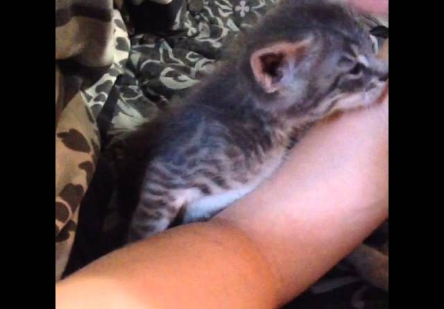Kitten Needs A Kiss To Fall Asleep