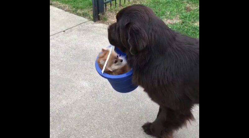 Boomer The Dog Is Happy To Carry Lady The Dog Around In A Bucket