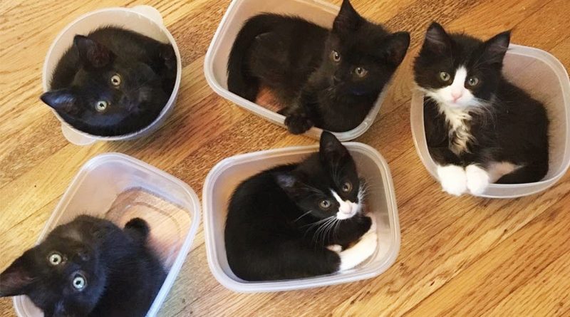 Adorable Kittens Each In Their Own Container Of Fun