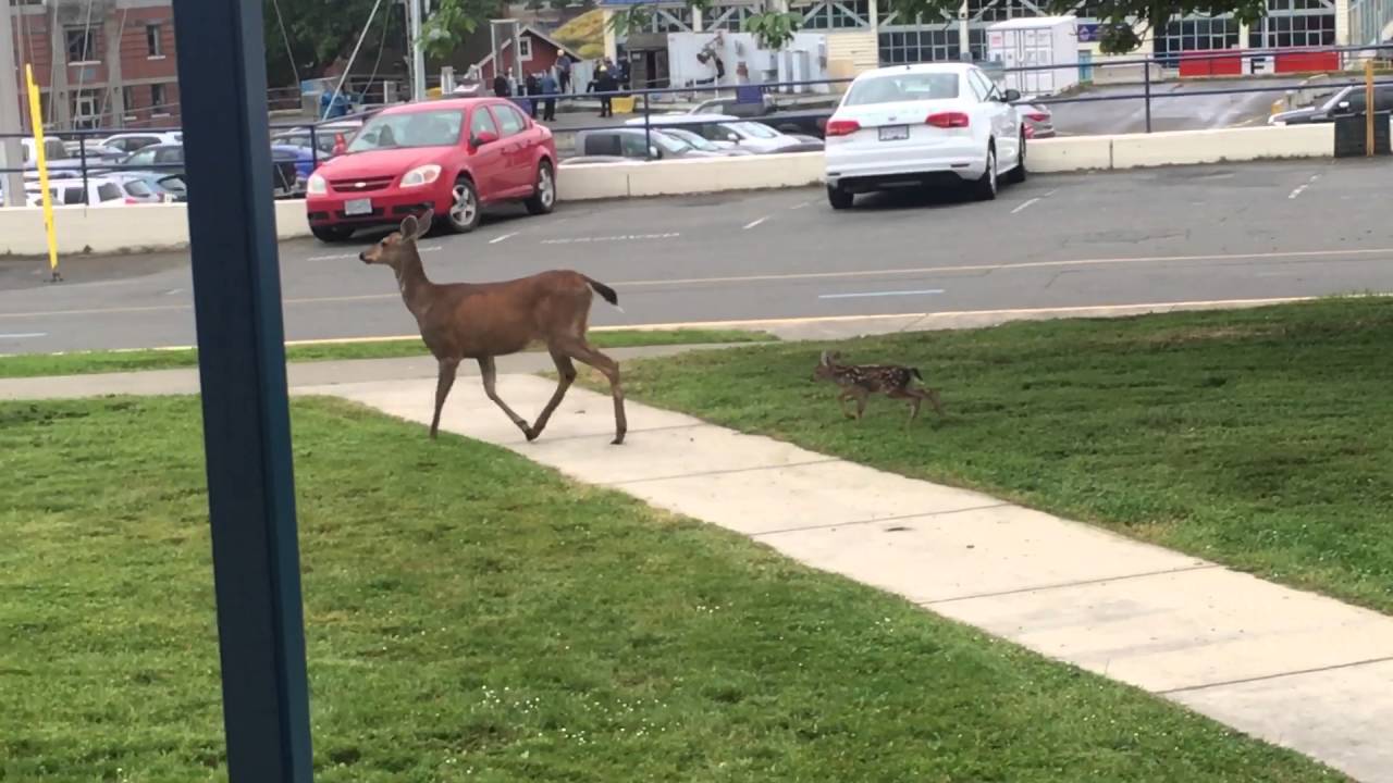 Baby Deer Hides By Adorably Falling Over 🦌 Fresh Positivity