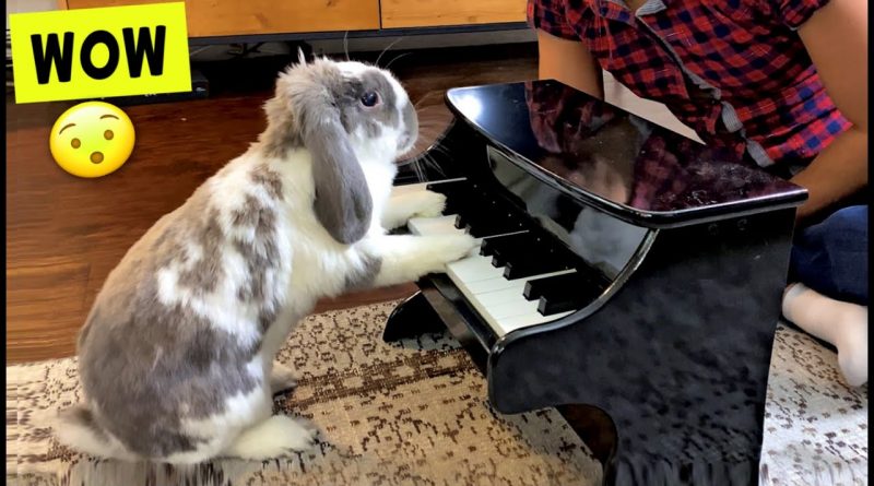 Bunny Rabbit Learns To Play The Piano 🐇 🎹