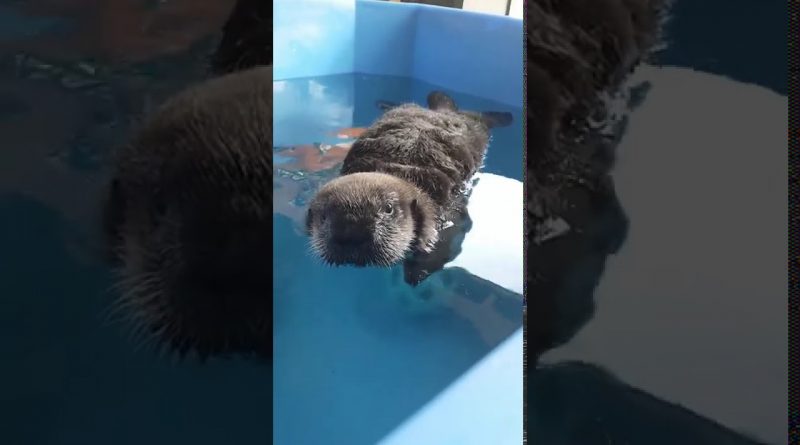 Baby Sea Otter In His Big Boy Tub