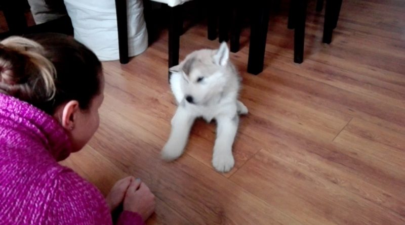 This Alaskan Malamute Puppy Has A Lot Of Important Things To Say