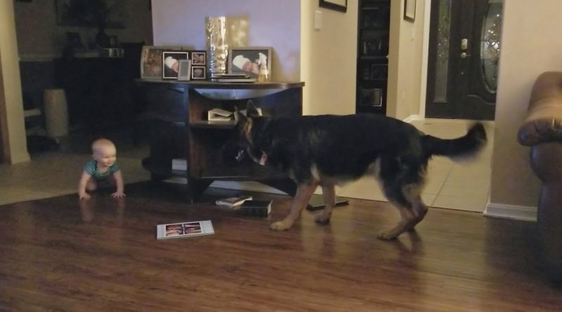 German Shepard And Baby Play Chase! 🐕 👶