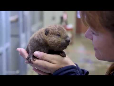 Baby Beaver Is Providing A Cuteness Overload