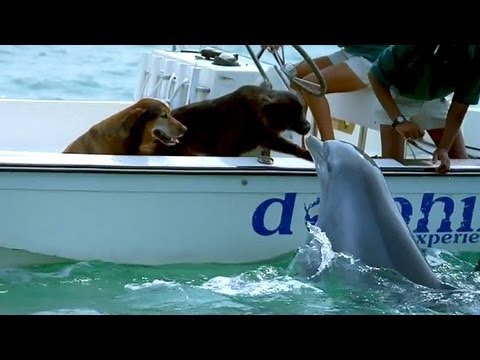 Dolphin Kisses Dog And Then Jumps For Joy! 🐬 🐕 💋