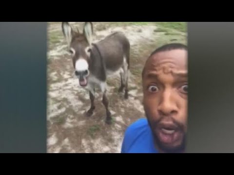 Nathan The Donkey Takes Part In A Duet