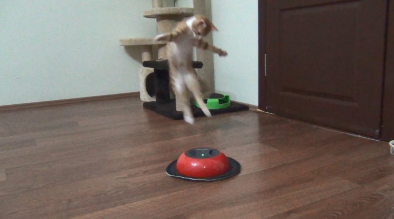 Kitten Plays With Cleaning Robot 😸 🤖