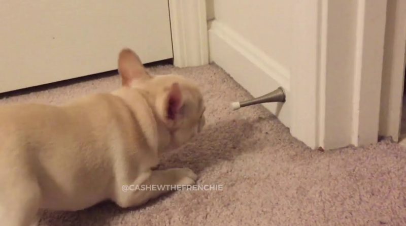 Puppy Versus Door Stop