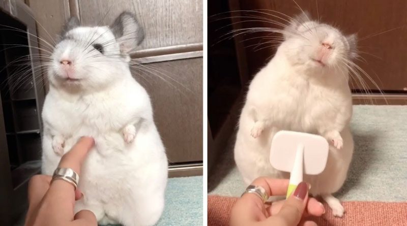 Adorable Chinchilla Loves Being Brushed 💘