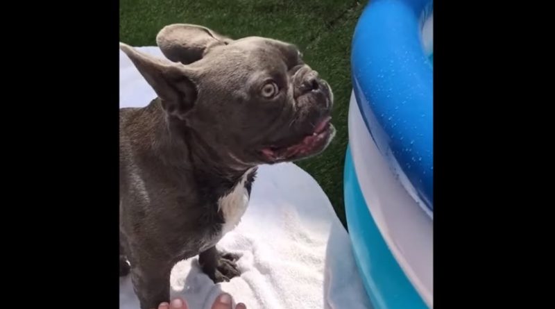 French Bulldog Is Super Excited About His New Pool