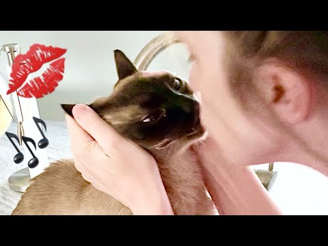 Siamese Kitty Is Always Getting Kisses From His Human Mommy