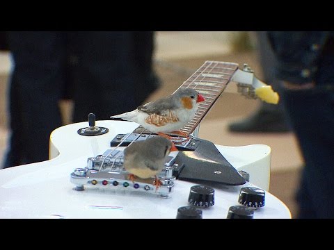Zebra Finches Become Their Own Music Group