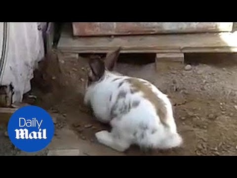 Hero Rabbit Saves Their Kitten Friend Stuck Under A Building