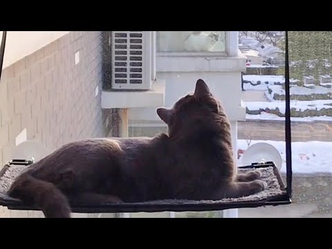 Cat Loves To Watch His Girlfriend Through The Window