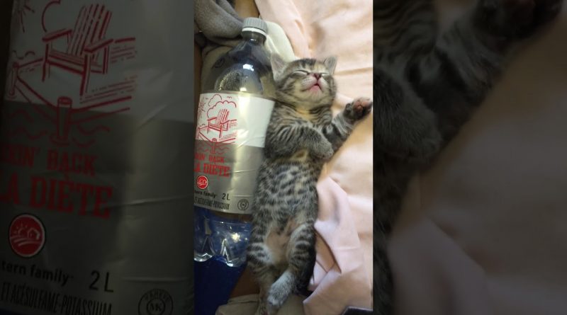 Adorable Kitten Enjoying Sleeping By Her Warm Bottle